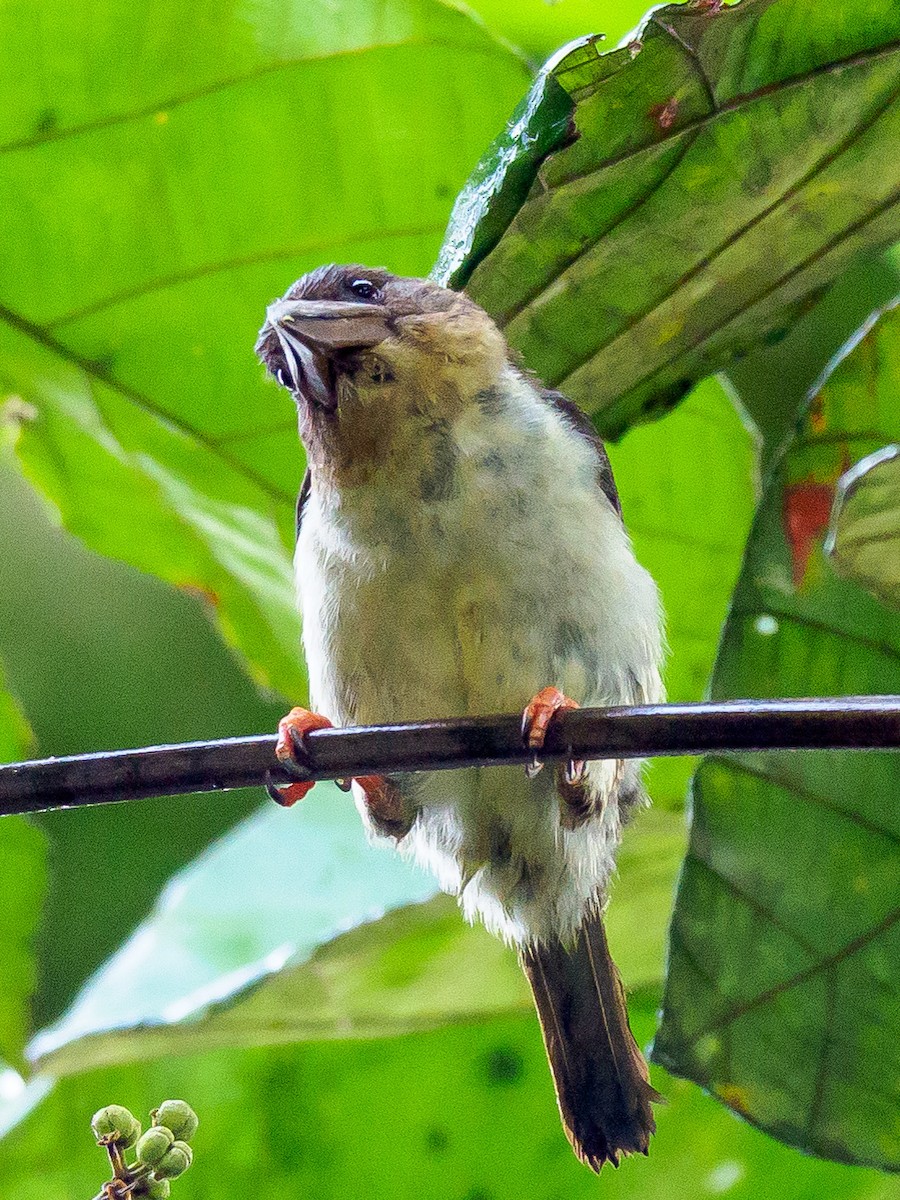 barbet tmavý - ML425025641