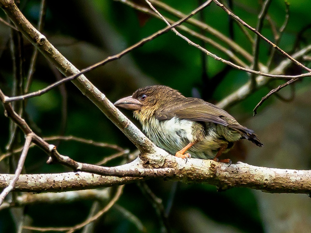 barbet tmavý - ML425025651