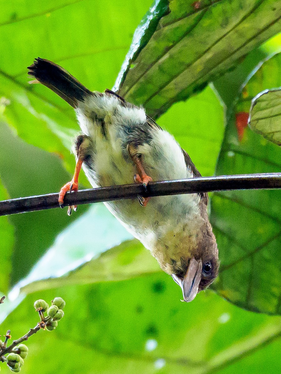 Sooty Barbet - ML425025661