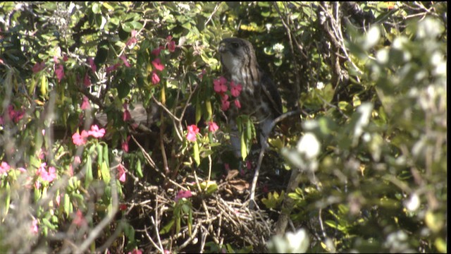 Hawaiian Hawk - ML425026