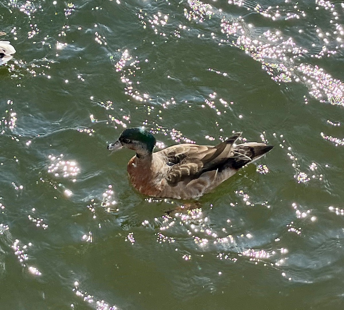 Wood Duck x Mallard (hybrid) - ML425026631