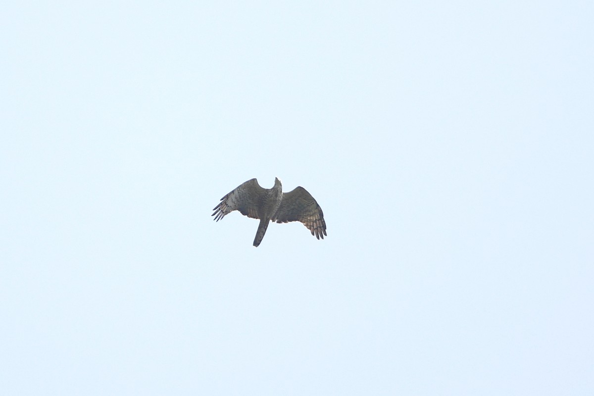 Oriental Honey-buzzard - ML425027281