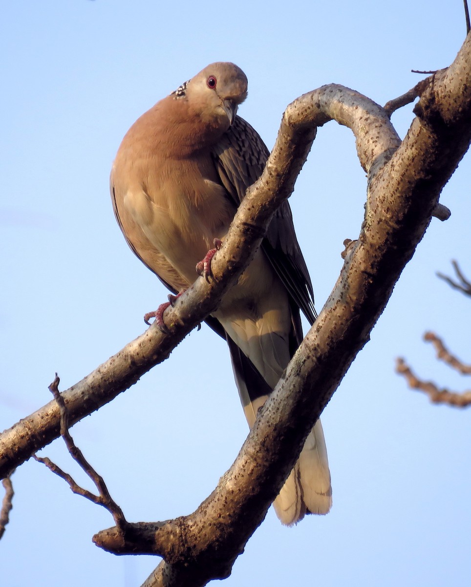 Spotted Dove - ML425027481