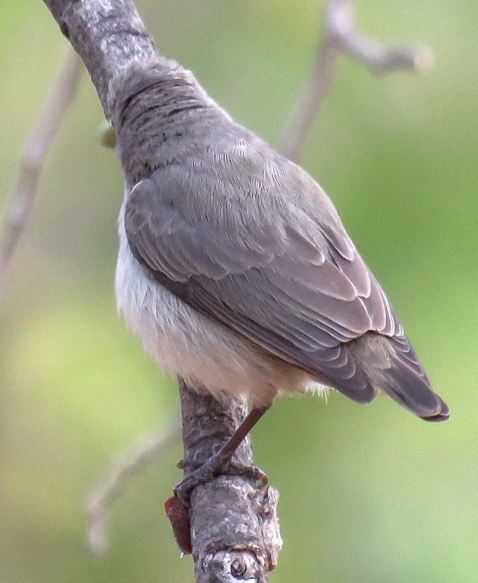 Pale-billed Flowerpecker - ML425028131