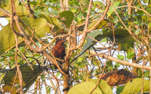 Rufous Woodpecker - ML425028181