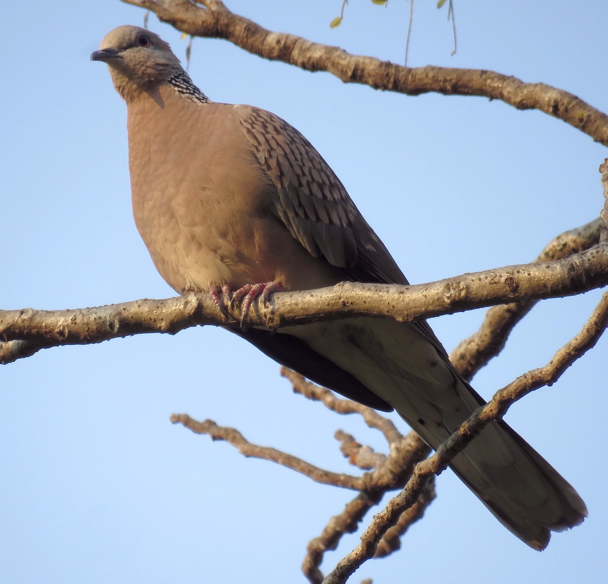 Spotted Dove - ML425028491