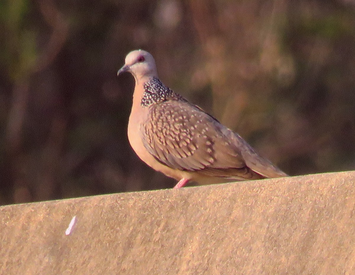 Spotted Dove - ML425030781
