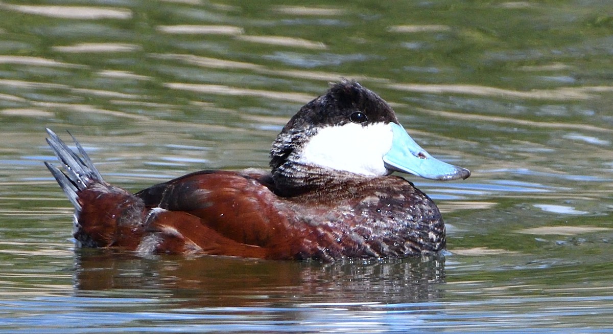 Ruddy Duck - ML425031311