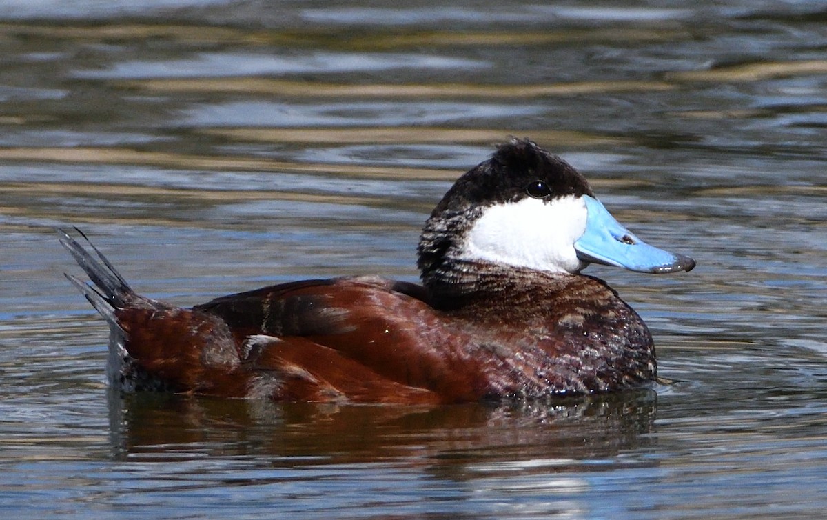 Ruddy Duck - ML425031331