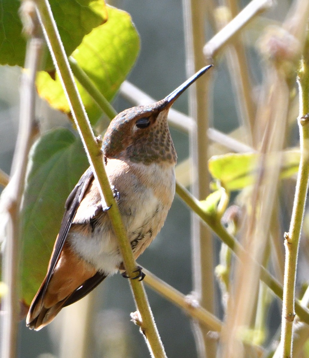 Allen's Hummingbird - ML425031351