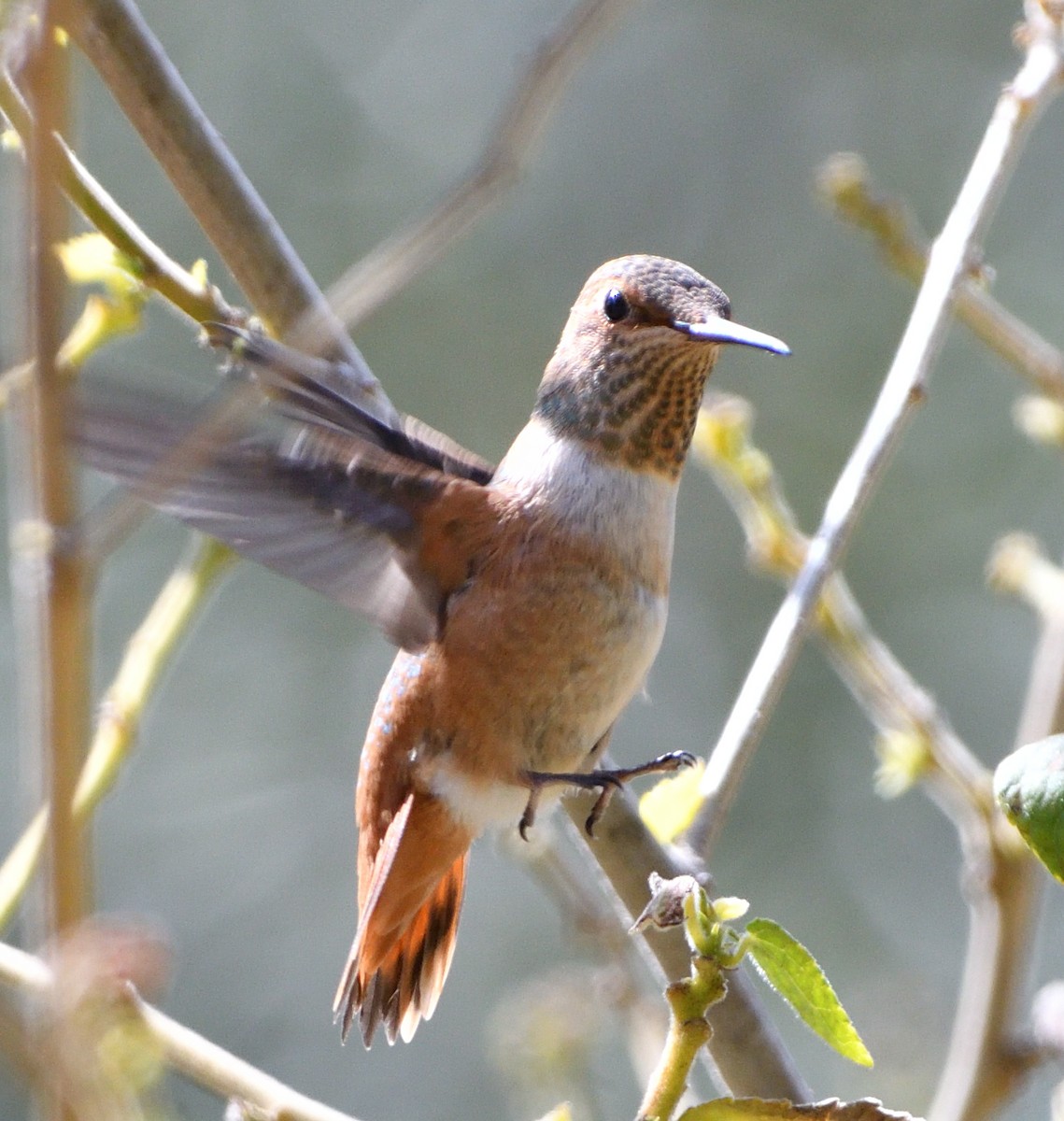 Allen's Hummingbird - ML425031361