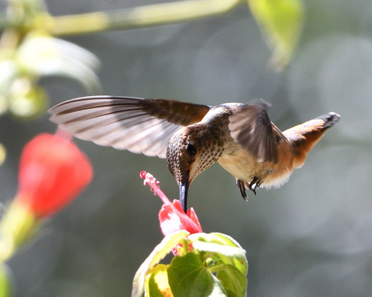 Allen's Hummingbird - ML425031371