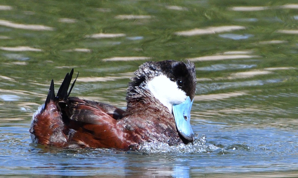 Ruddy Duck - ML425031451