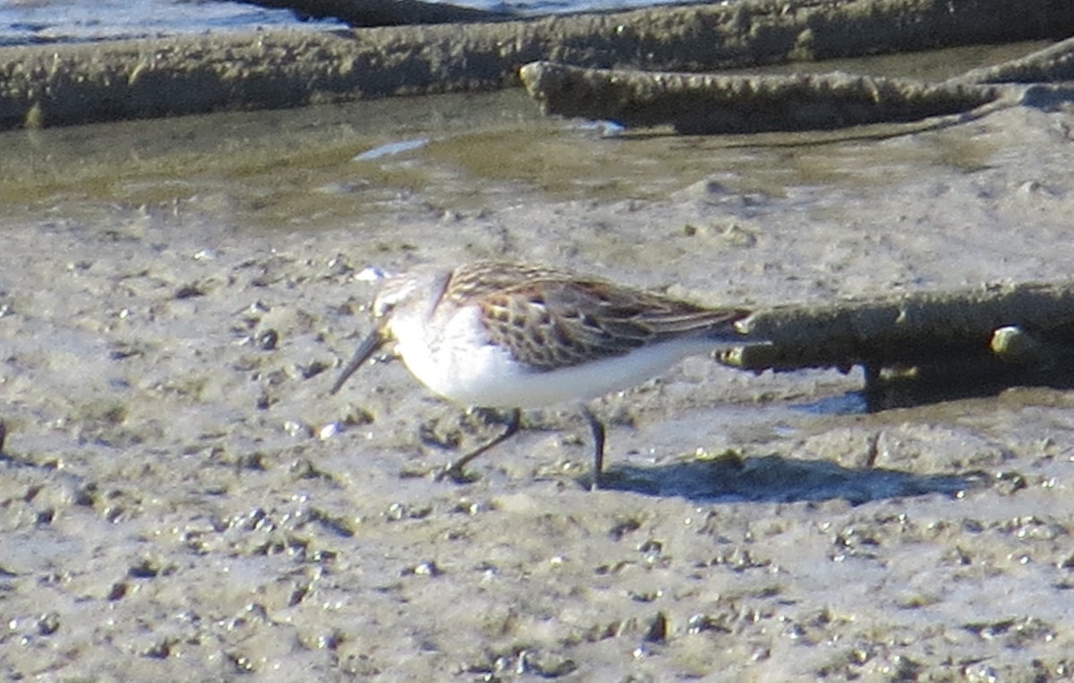 Western Sandpiper - ML425032601