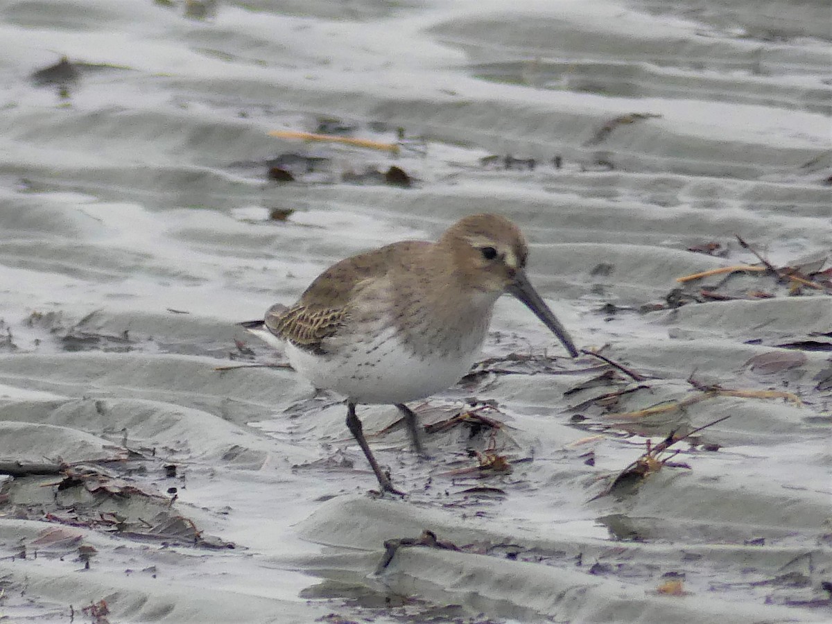 Dunlin - ML425032641