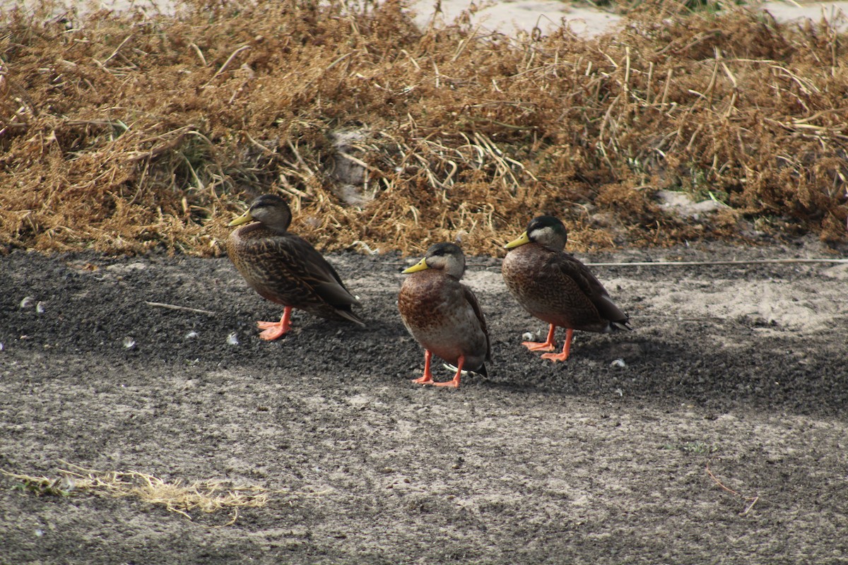 Mallard x Mexican Duck (hybrid) - ML425033661