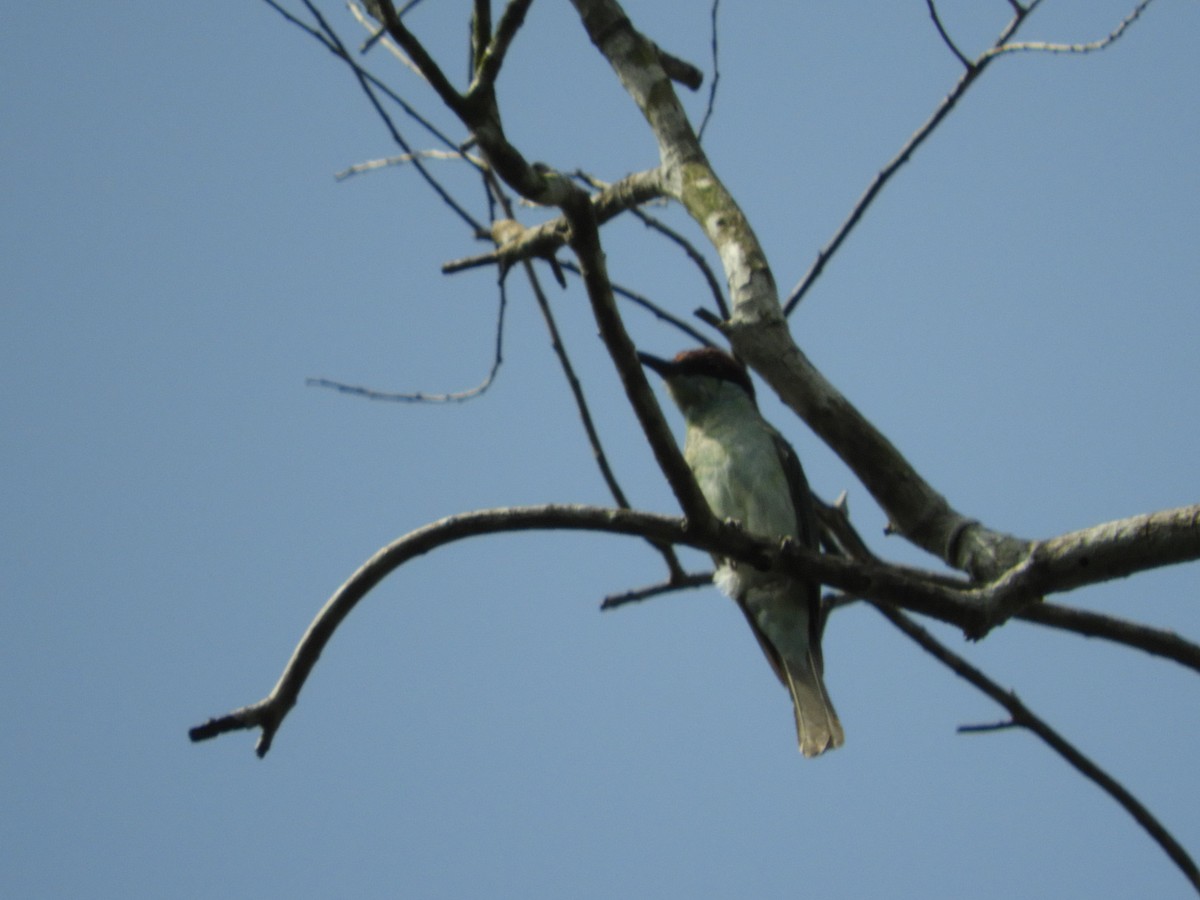 Blue-throated Bee-eater - ML425036251