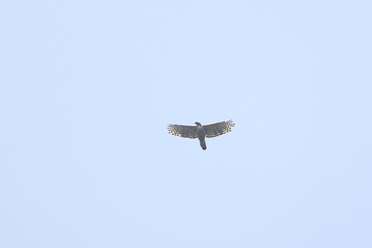 Legge's Hawk-Eagle - ML425036631