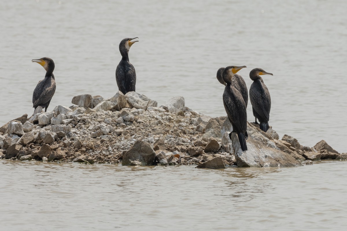 Great Cormorant - ML425037181