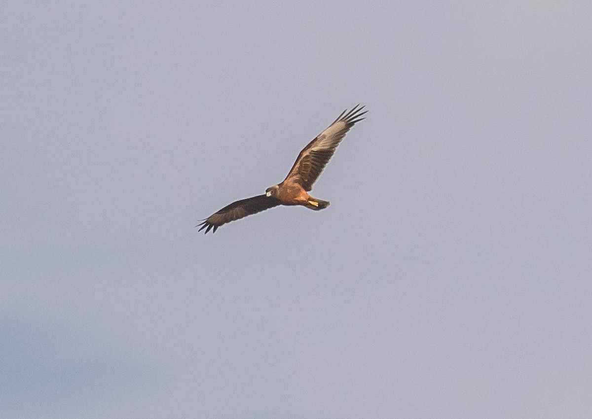 Swamp Harrier - ML425037691