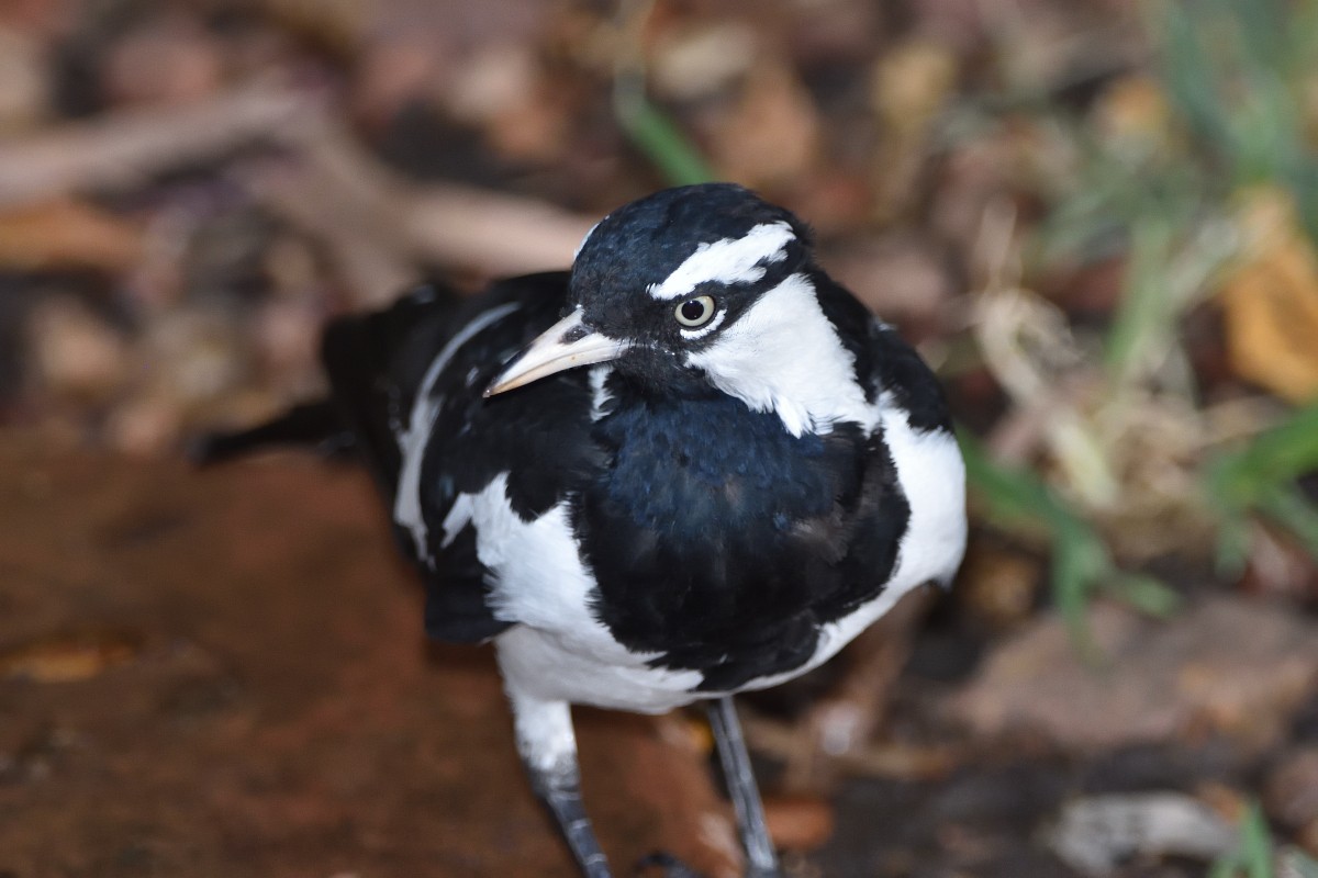 Magpie-lark - Anthony Katon