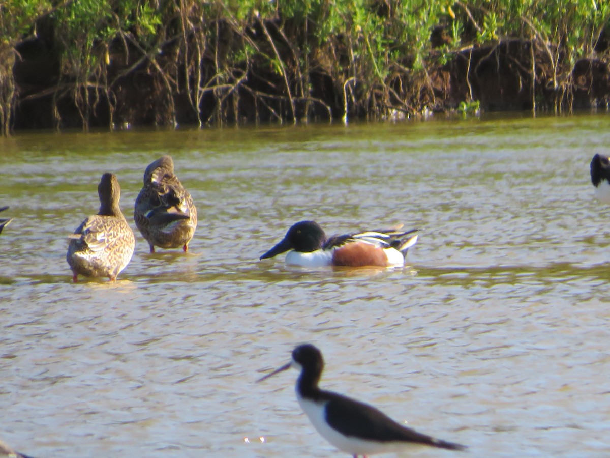 Northern Shoveler - Grayson Smith