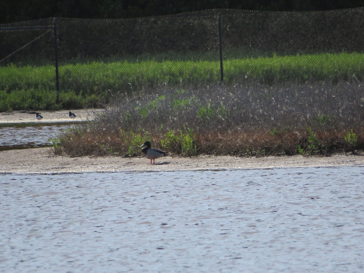 Northern Shoveler - ML425040171