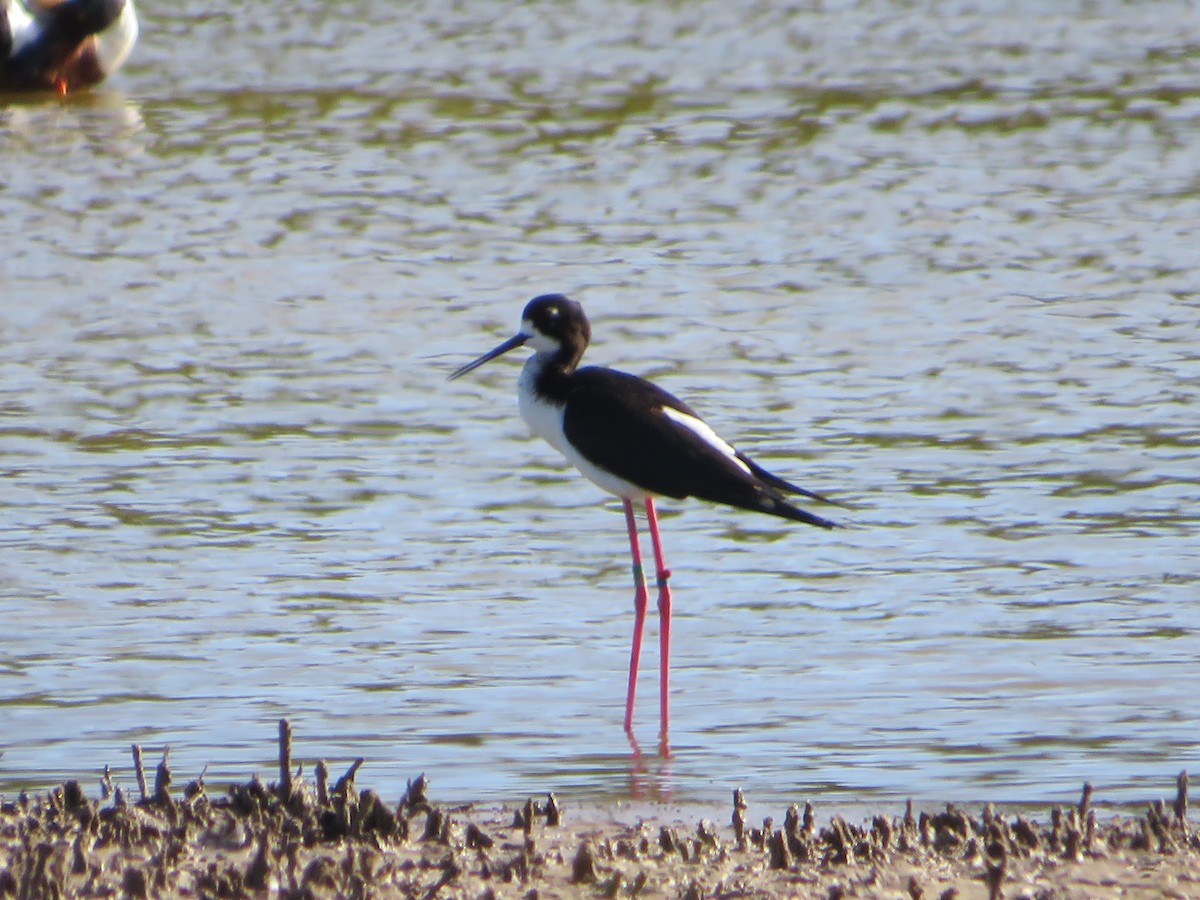 Black-necked Stilt (Hawaiian) - ML425040281