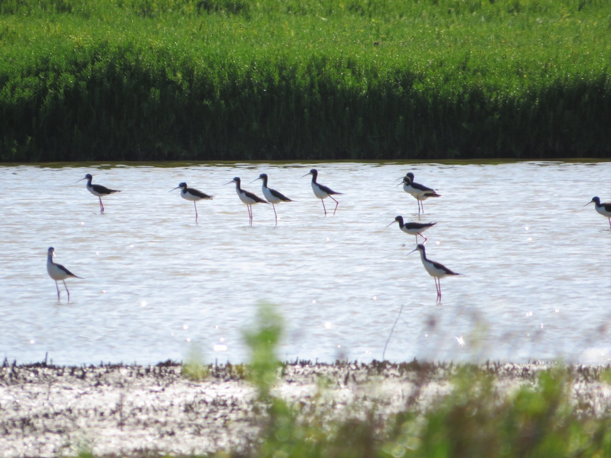 Black-necked Stilt (Hawaiian) - ML425040291