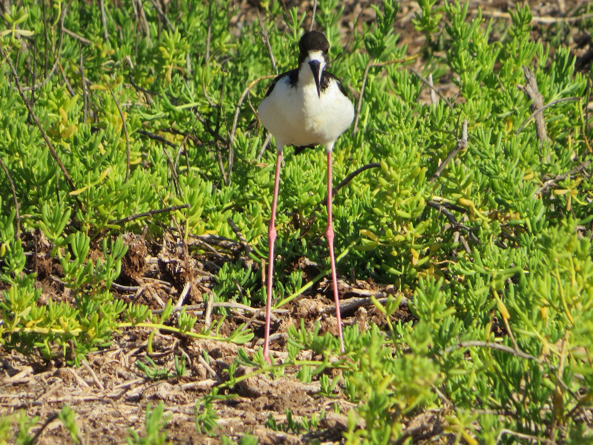 Black-necked Stilt (Hawaiian) - ML425040331