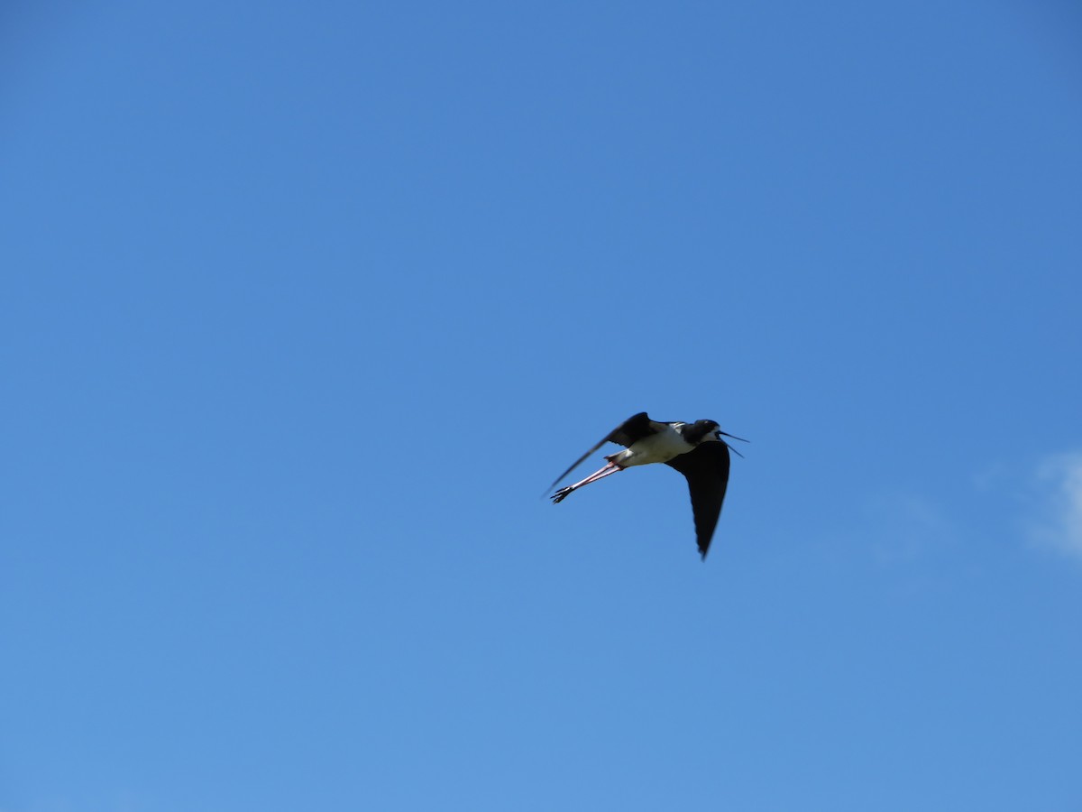 Black-necked Stilt (Hawaiian) - ML425040341