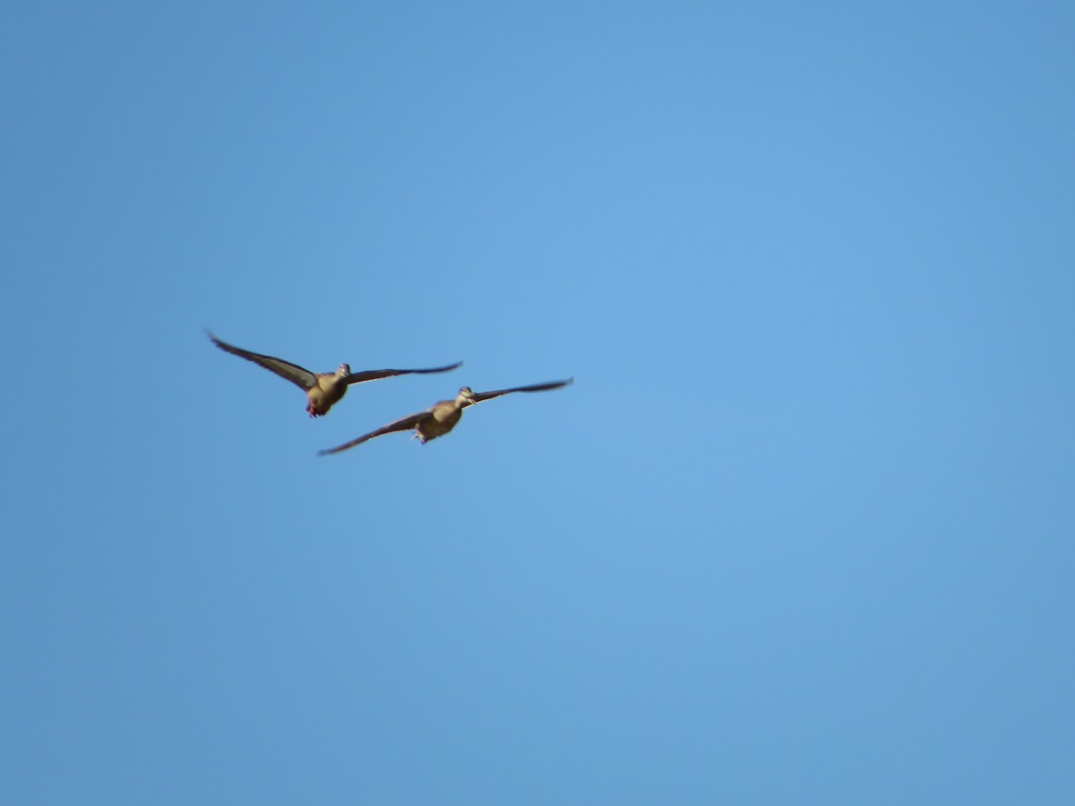 Northern Pintail - ML425040451