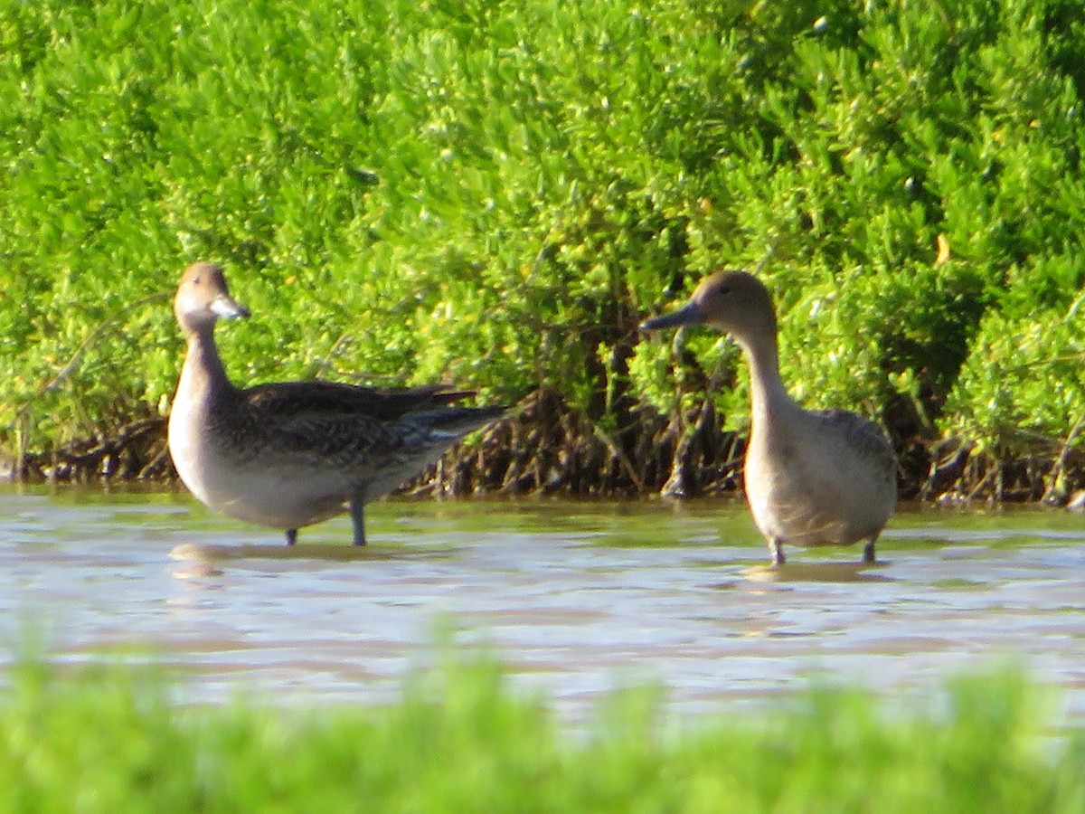 Northern Pintail - ML425040471