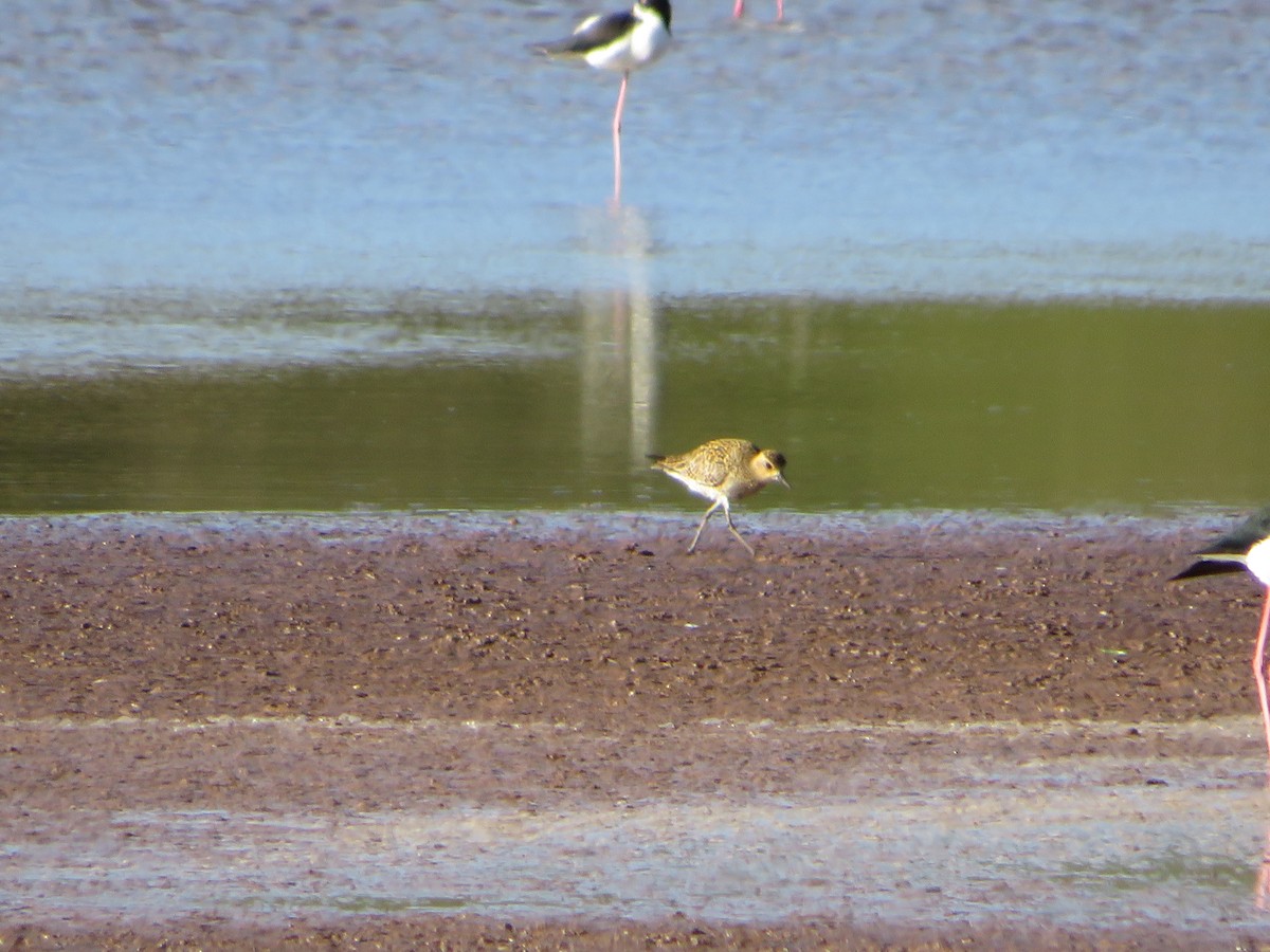 Pacific Golden-Plover - ML425040701