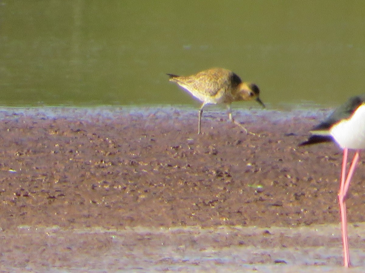 Pacific Golden-Plover - ML425040721