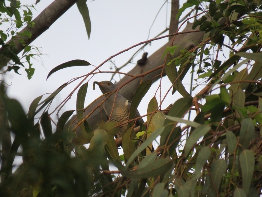 Common Cuckoo - ML425040831