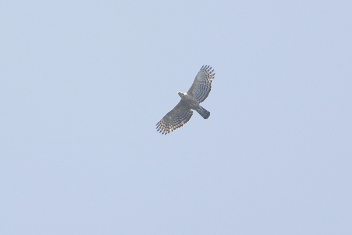 Legge's Hawk-Eagle - ML425041771