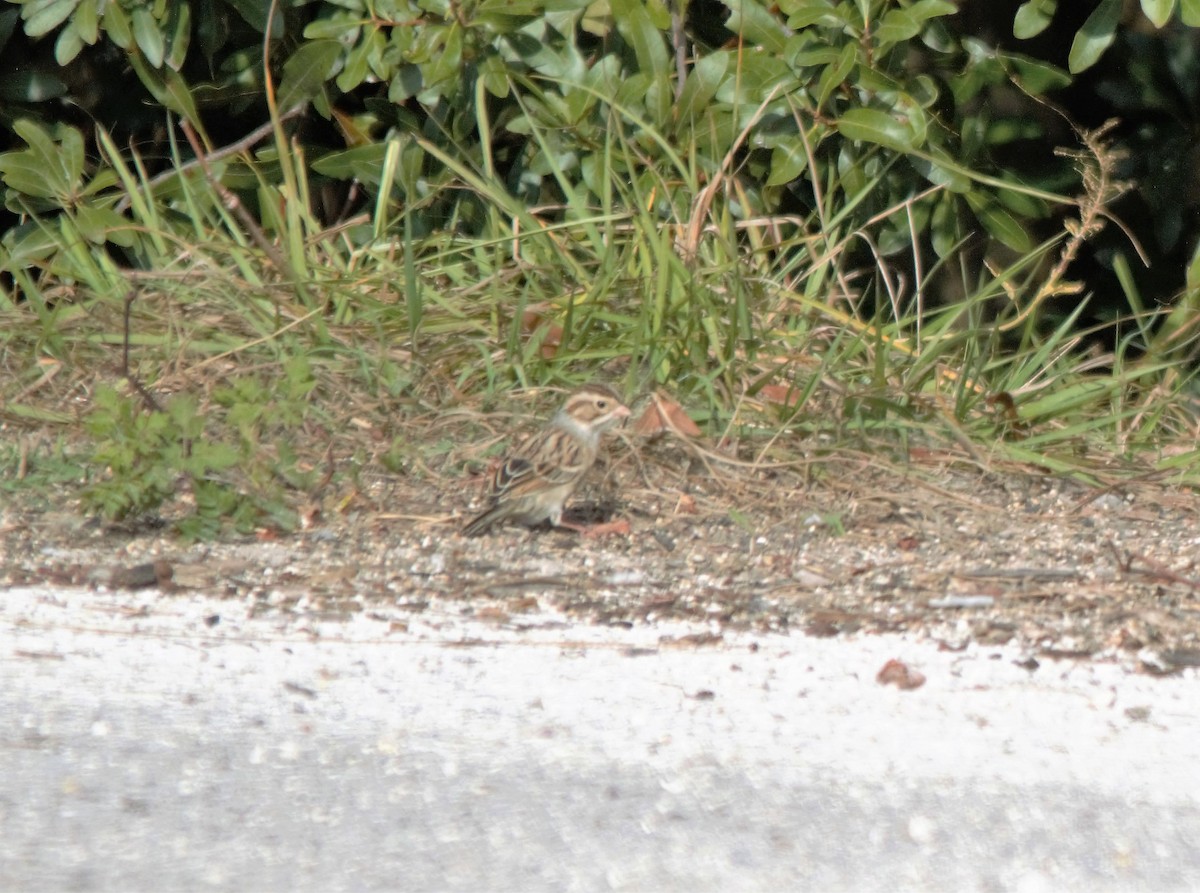 Clay-colored Sparrow - ML42504221