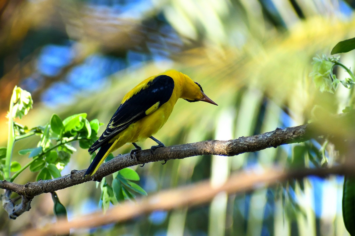 Indian Golden Oriole - ML425042231