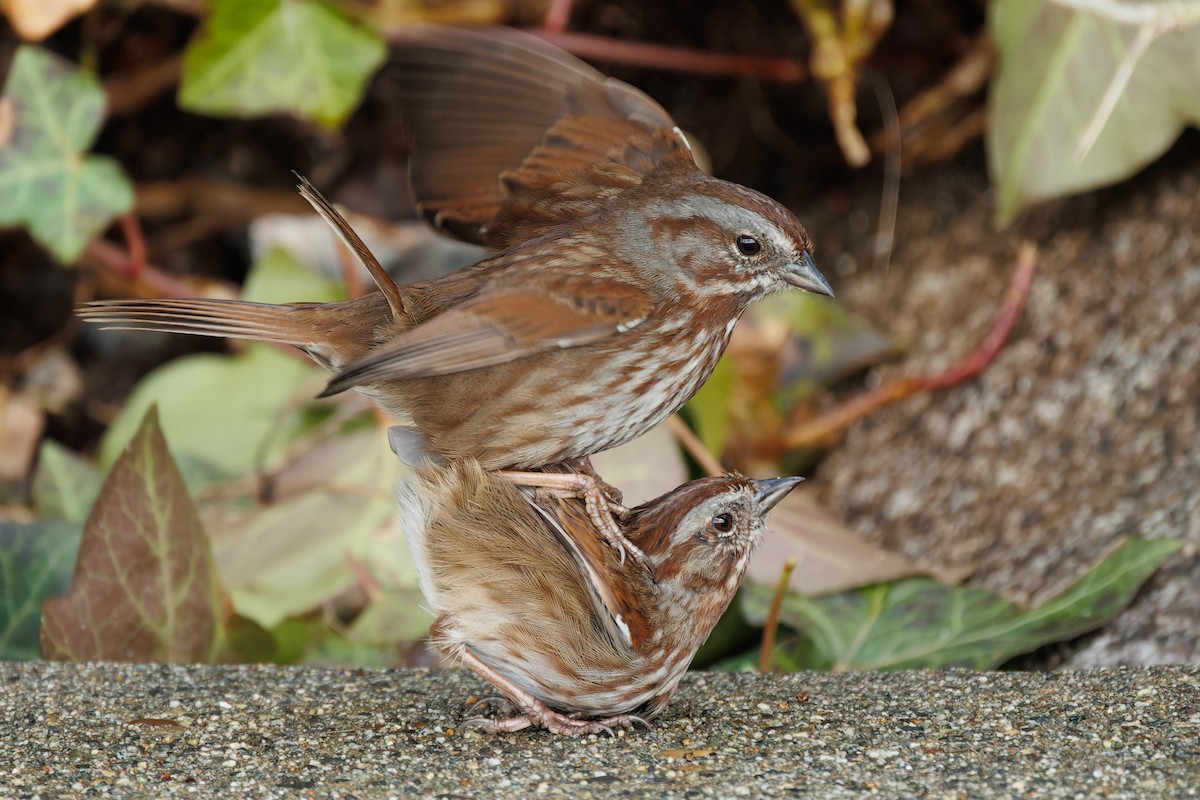 Song Sparrow - ML425043001