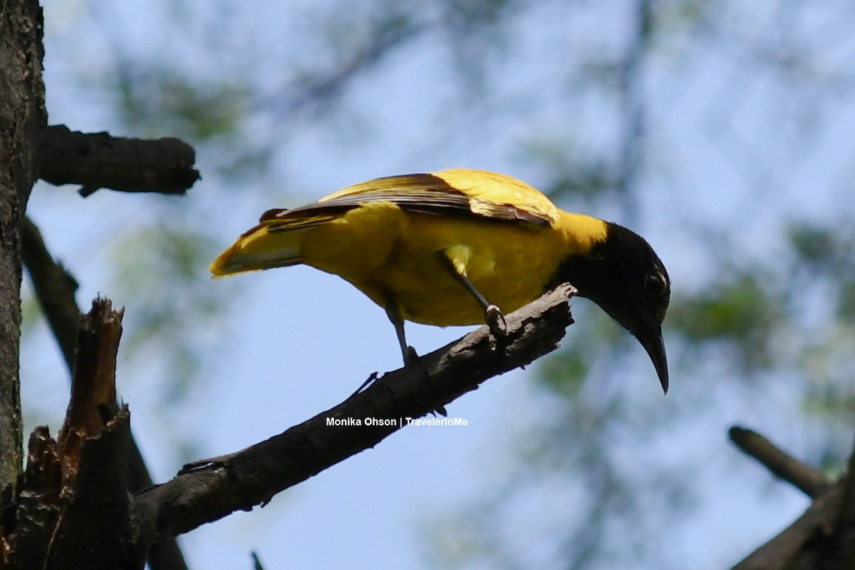 Black-hooded Oriole - ML425044121