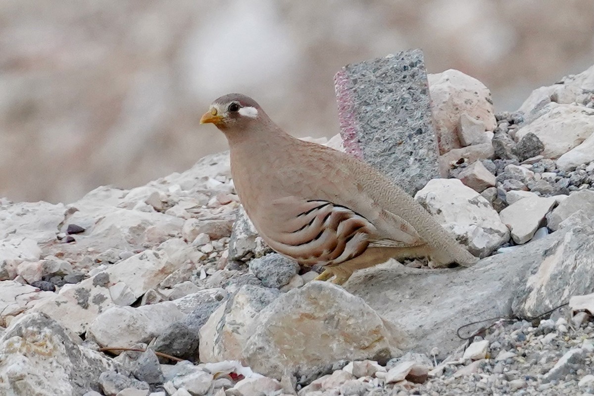 Sand Partridge - Daniel Winzeler