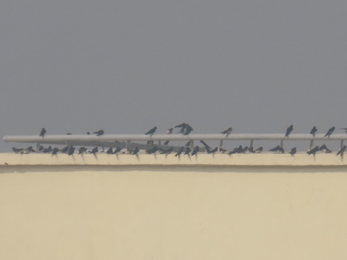 Barn Swallow - ML425044671