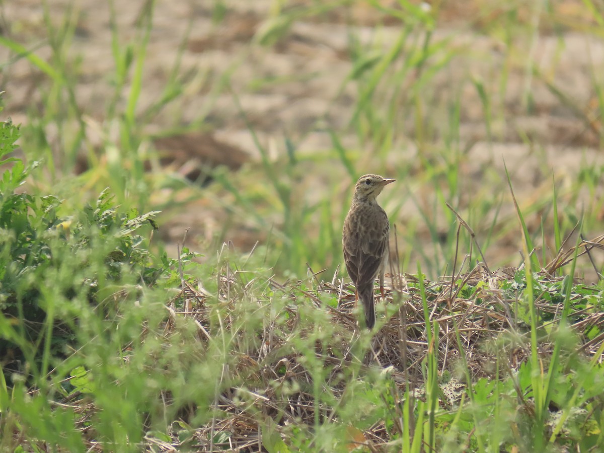 Pipit rousset - ML425044871