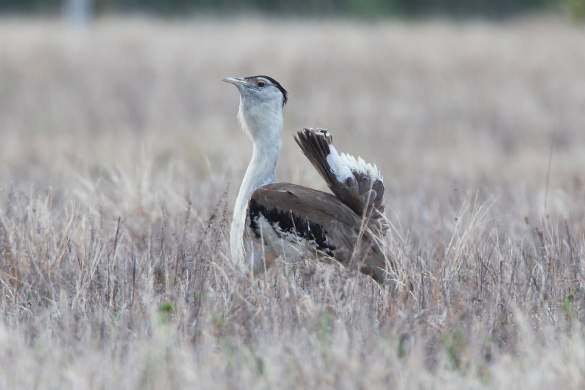 Australian Bustard - ML42504541