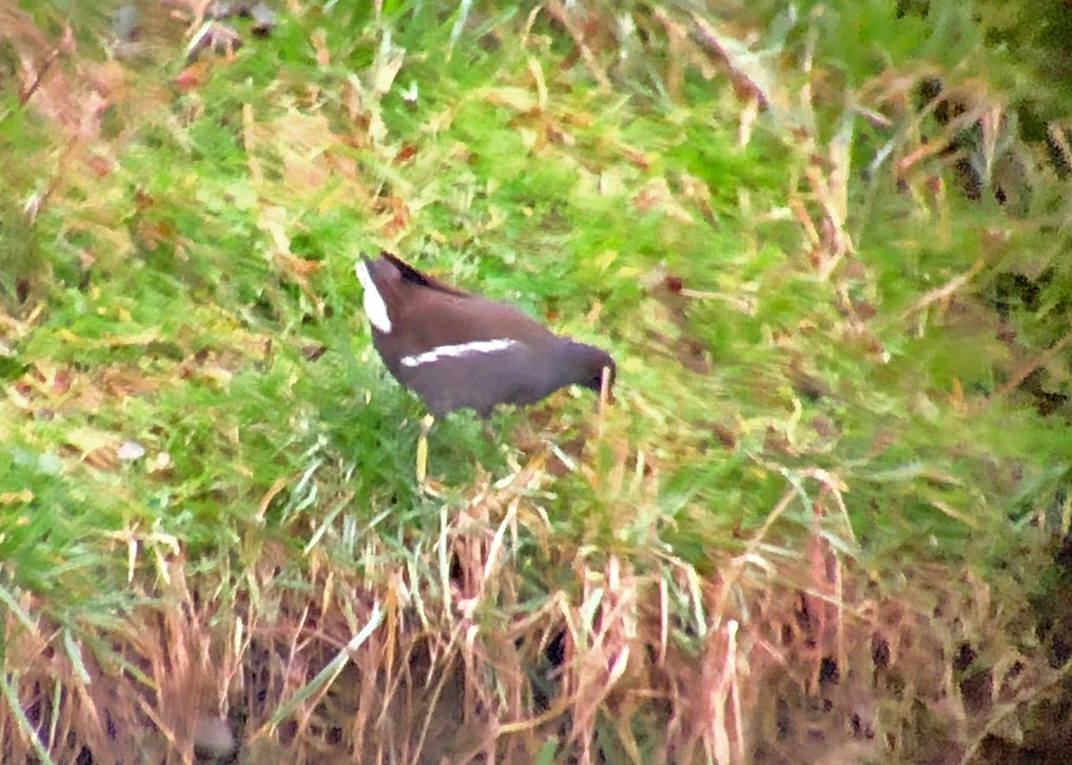 Eurasian Moorhen - ML425046991