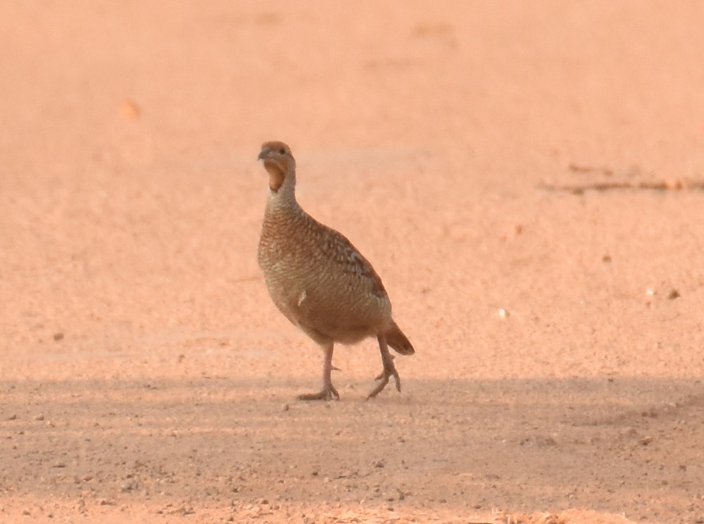 Gray Francolin - ML425048121