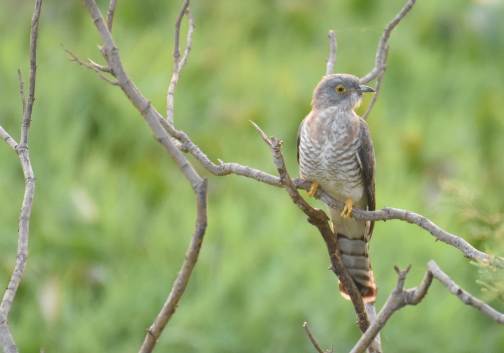 Common Hawk-Cuckoo - ML425048171