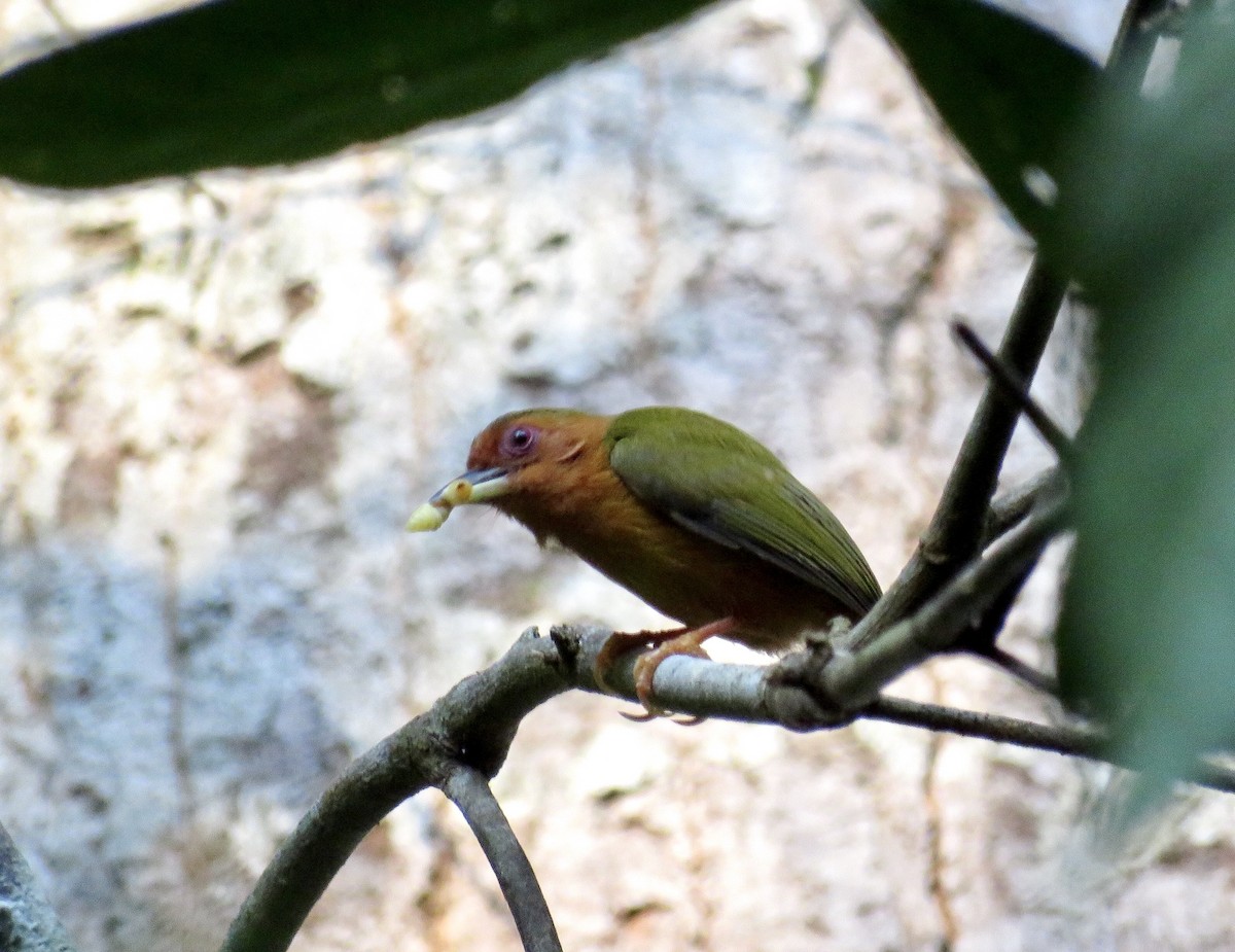 Rufous Piculet - ML425049031