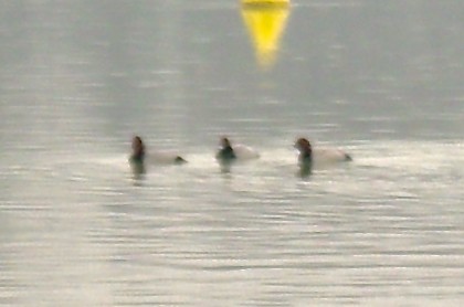 Common Pochard - Codrin Bucur